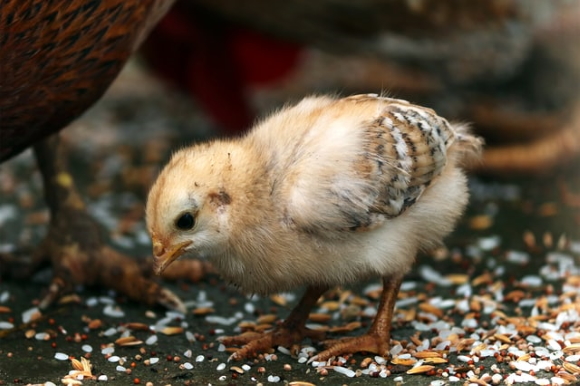 chick_clanek.jpg